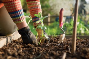 BACKGROUND-gardening